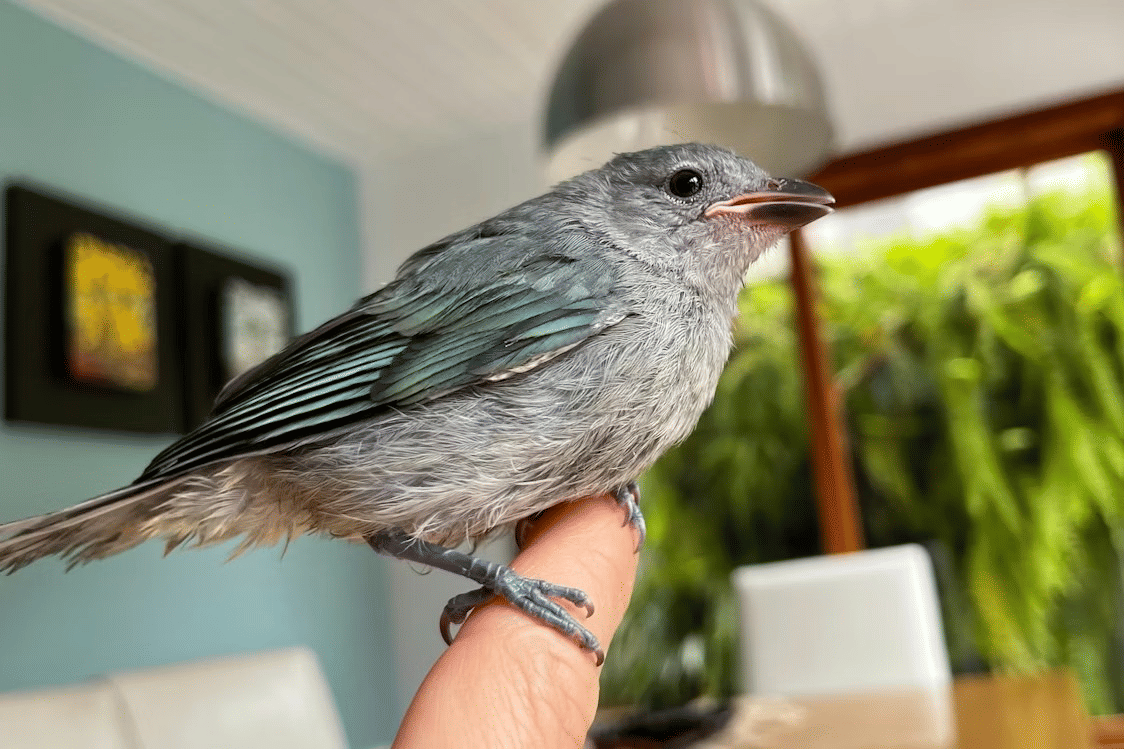 ilustrasi burung peliharaan