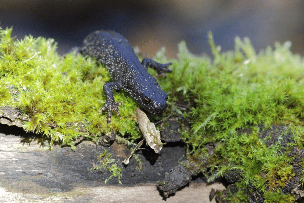 5 Fakta Unik Salamander Jumbai Utara, Dinosaurus Mini Asli Eropa