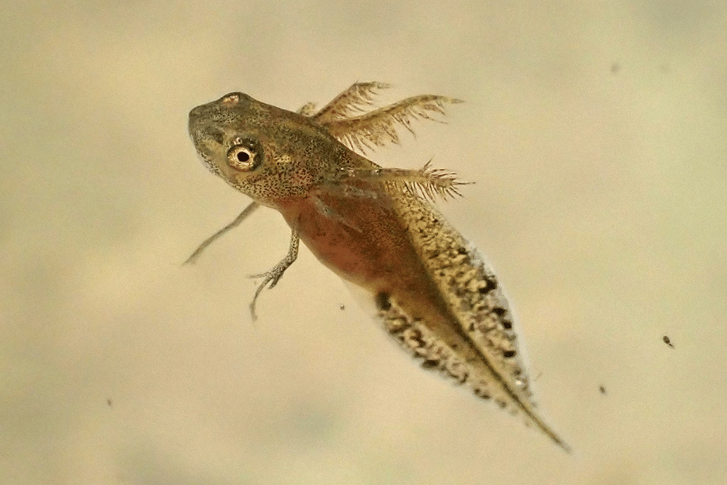 salamander jumbai utara