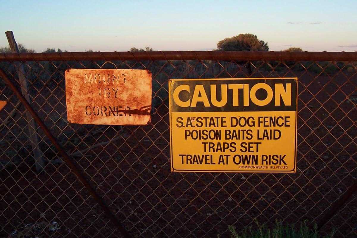 Dingo fence 
