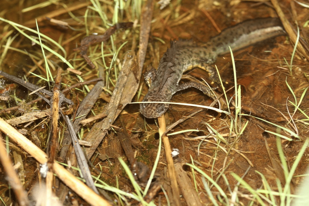 salamander jumbai utara