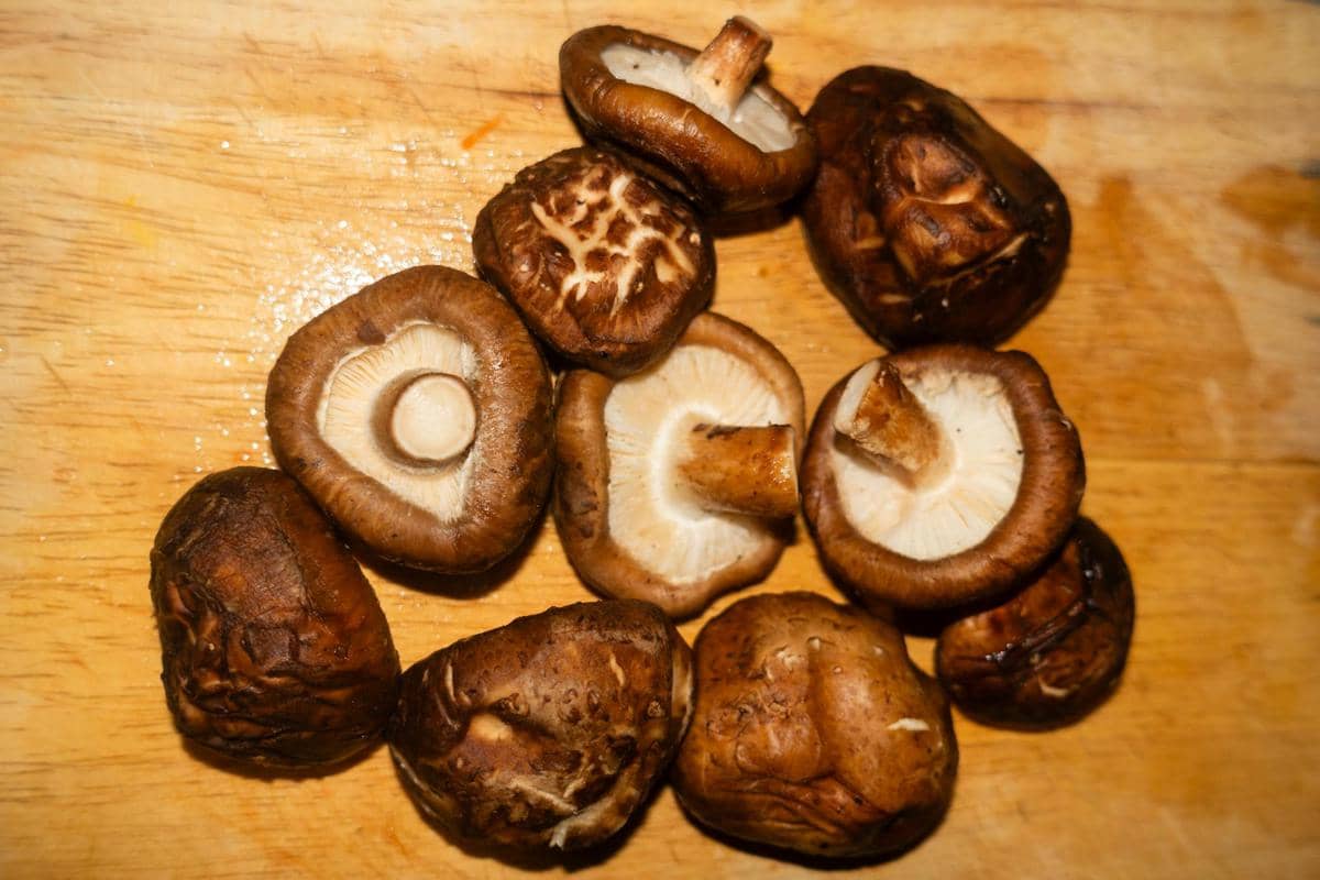 ilustrasi jamur shiitake