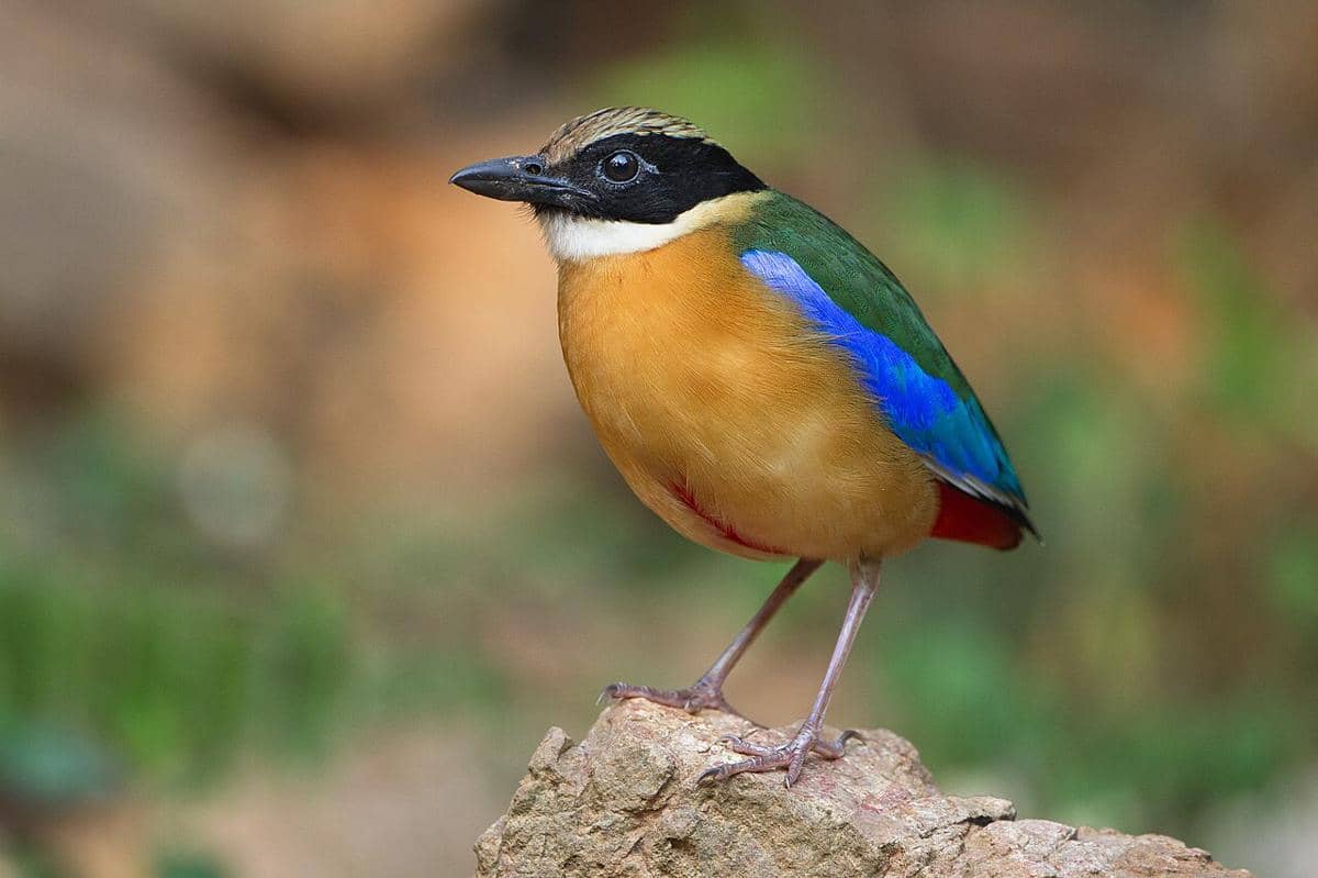 5 Fakta Paok Sayap Biru, Migratory Bird Anggota Family Pittidae
