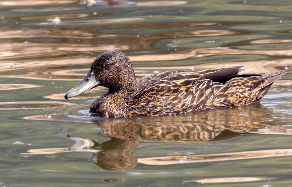 5 Fakta Meller's Duck, Bebek Endemik Madagaskar dengan Ukuran Besar