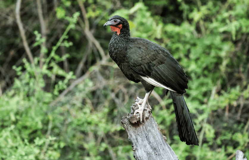 burung white winged guan