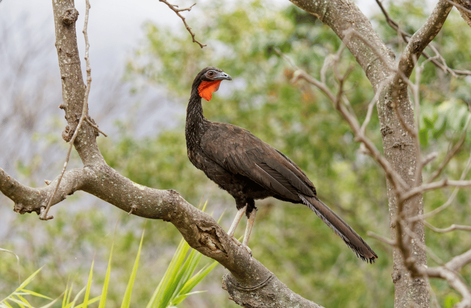 burung white winged guan