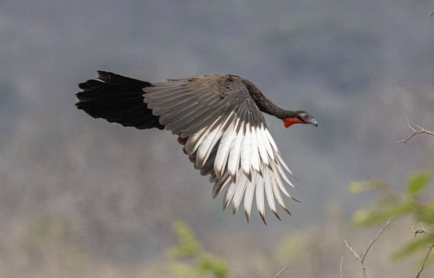 burung white winged guan