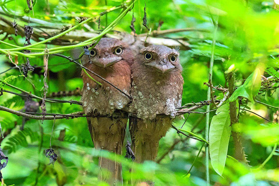 sepasang paruh kodok sri lanka bertengger berdekatan