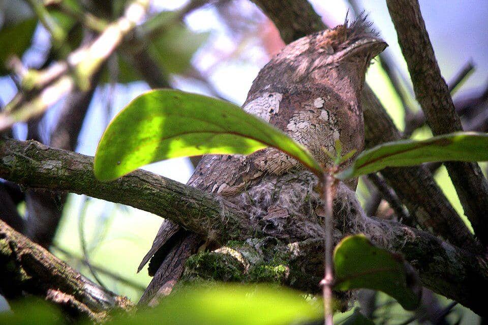 Paruh kodok sri lanka duduk di sarang.