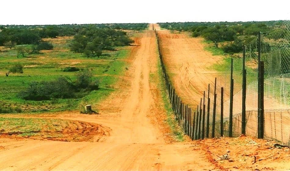 5 Fakta Unik Dingo Fence, Pagar Terpanjang di Dunia!