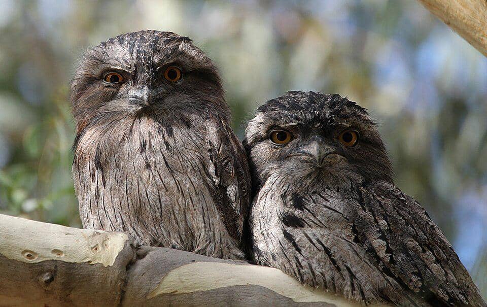 sepasang tawny frogmouth
