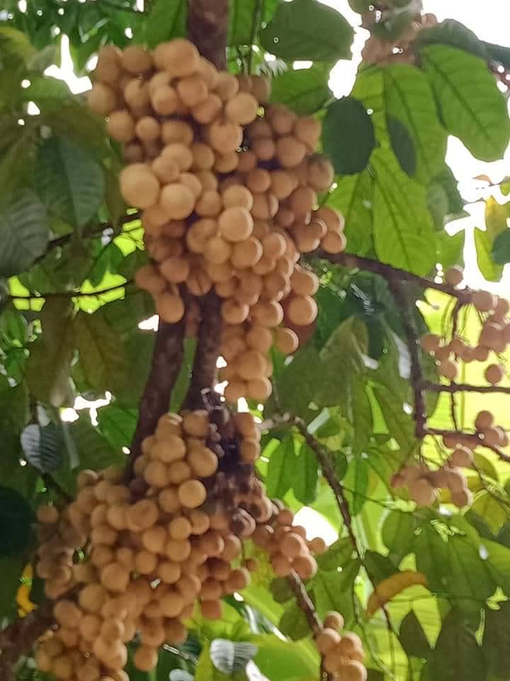 Ilustrasi buah duku di wilayah Sumsel.