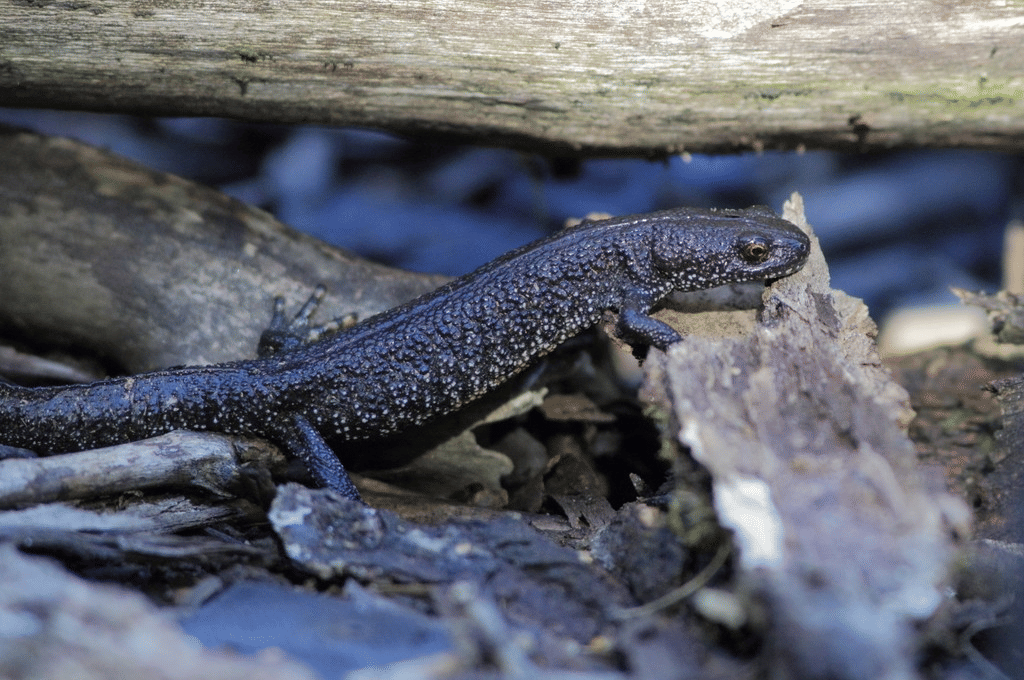 salamander jumbai utara