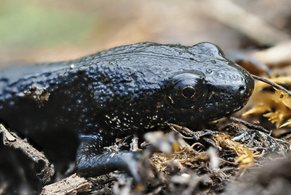 salamander jumbai utara
