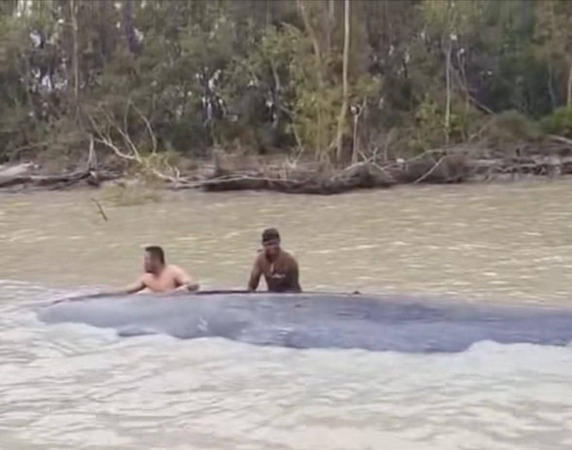 Warga mengevakuasi paus yang terdampar di perairan Desa Sungai Somor OKI.