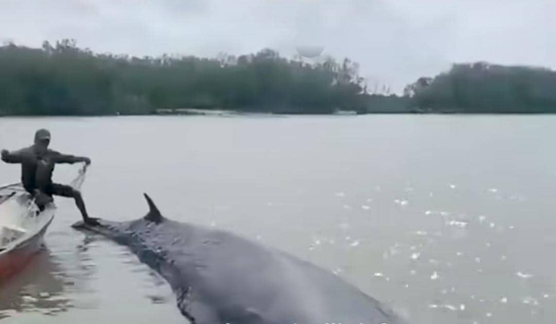 Warga mengevakuasi paus yang terdampar di perairan Desa Sungai Somor OKI. (Dok. IDN Times)