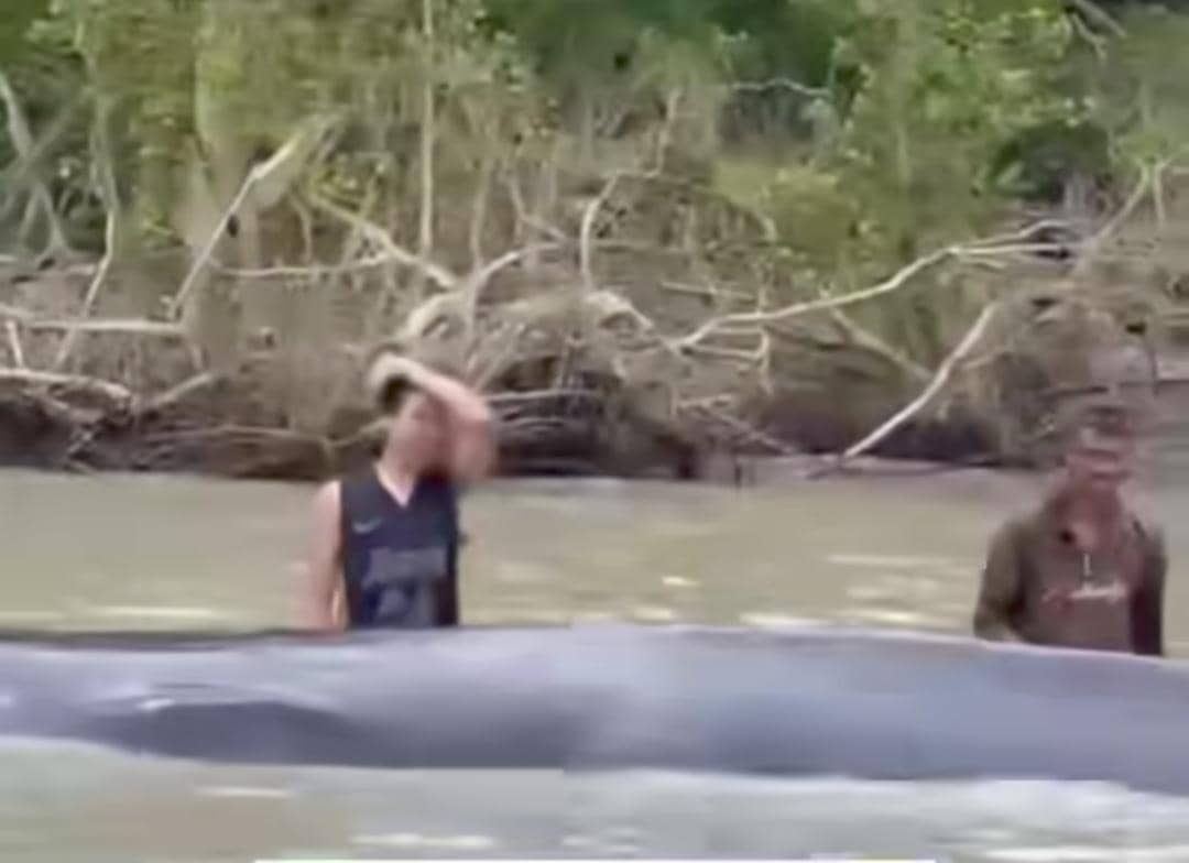 Warga mengevakuasi paus yang terdampar di perairan Desa Sungai Somor OKI. (Dok. IDN Times)