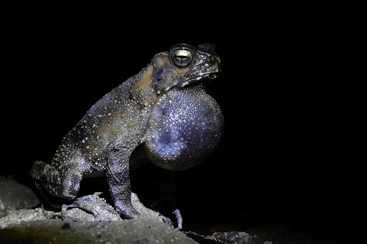 ilustrasi hewan nokturnal