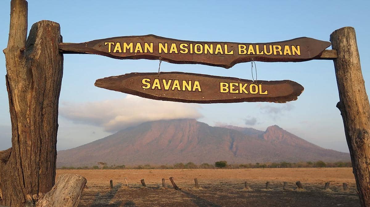 Savana Bekol