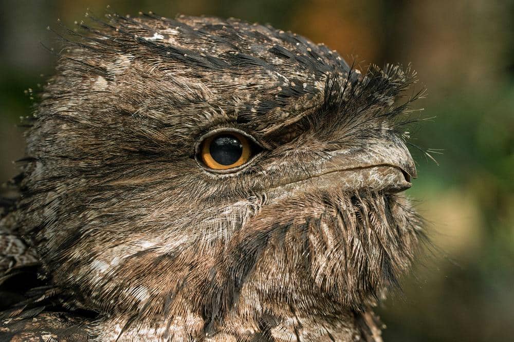 tampak dekat burung paruh kodok