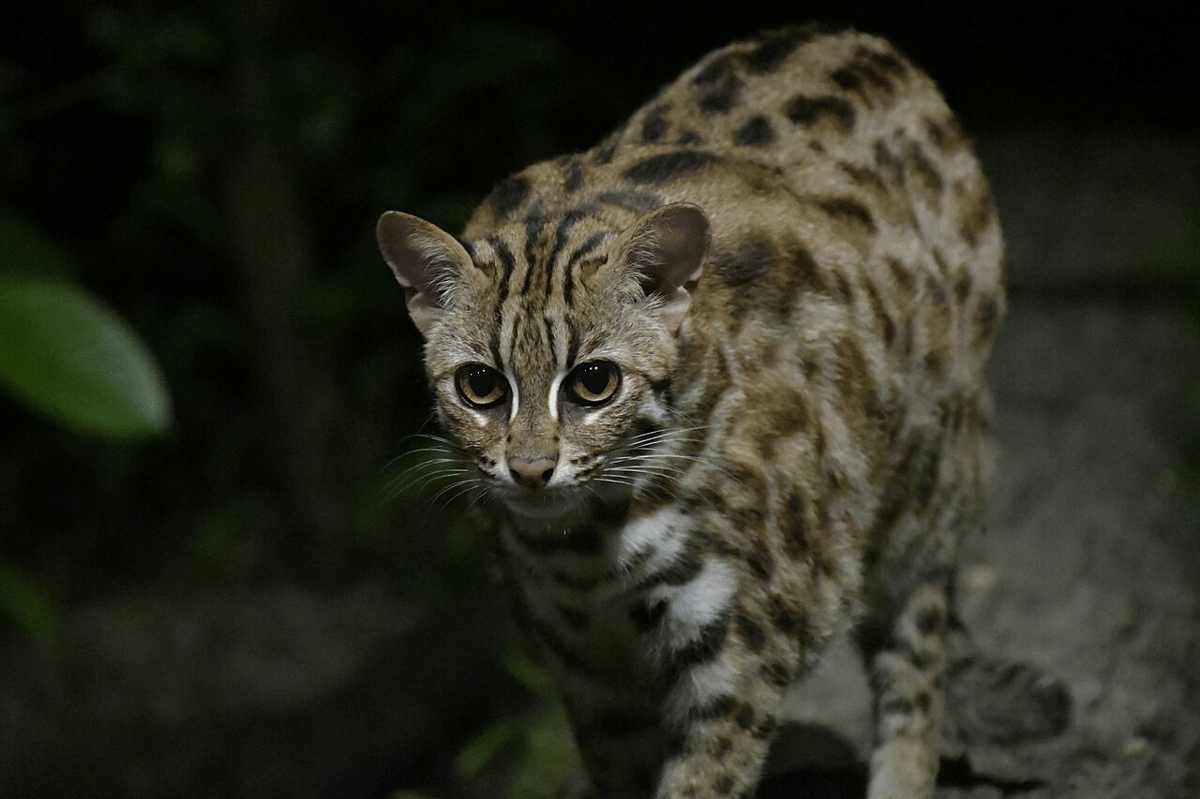 ilustrasi hewan nokturnal