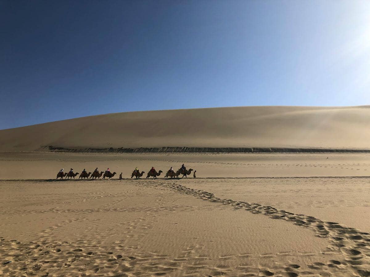 Ilustrasi siluet unta melewati gurun