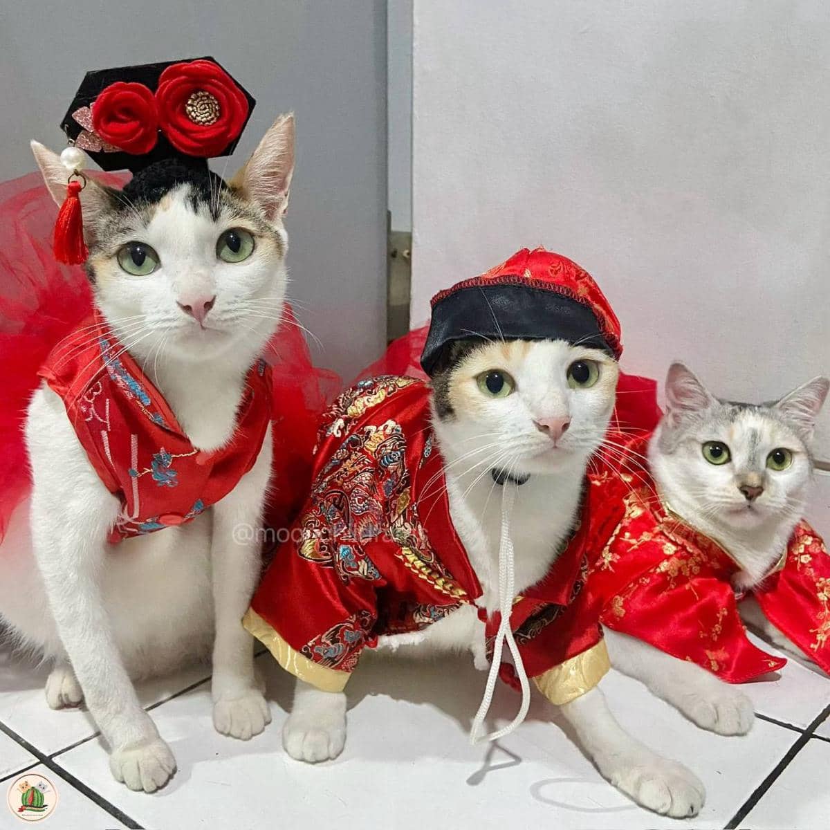 meme kucing Imlek 2026