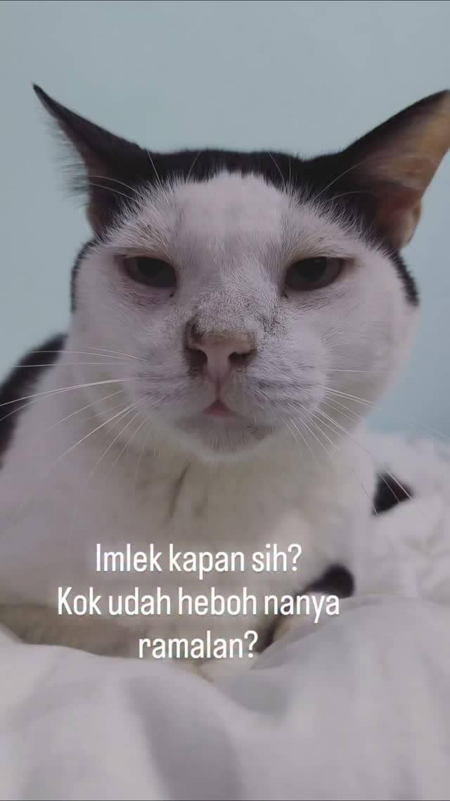 meme kucing Imlek 2026