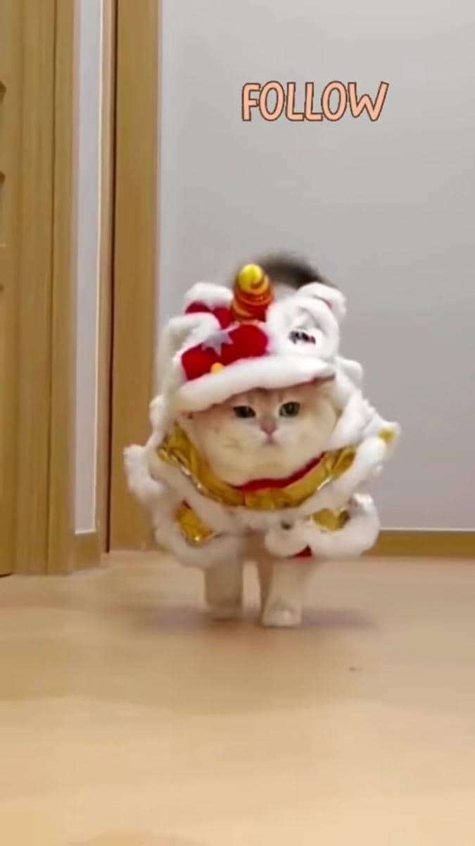 meme kucing Imlek 2026