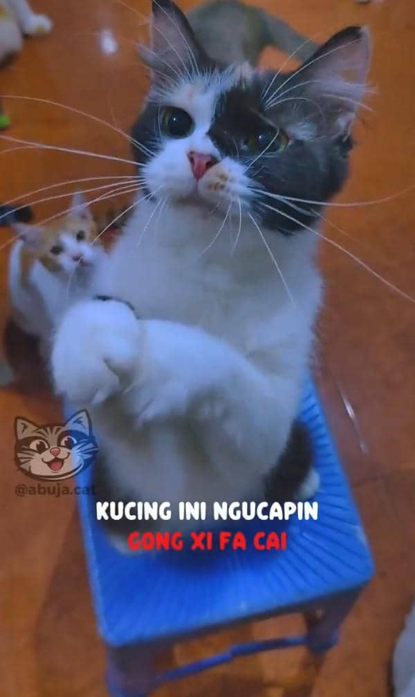 meme kucing Imlek 2026