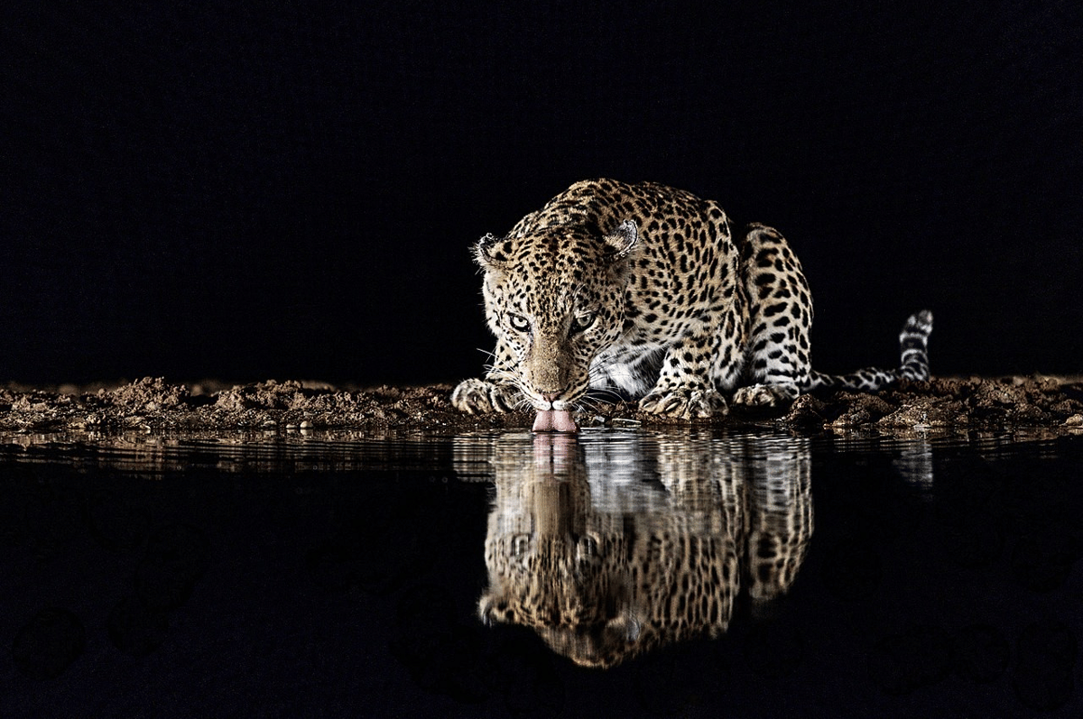 5 Ciri Khas Hewan Nokturnal, Bisa Dikenali dari Kebiasaannya