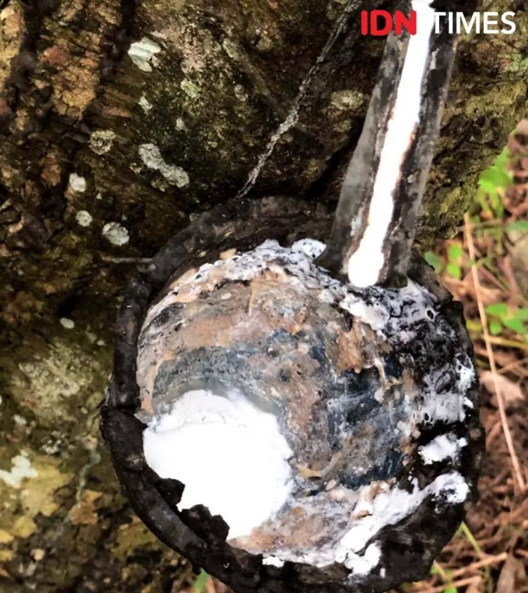 Ilustrasi pohon karet di Sumsel  (IDN Times/Rangga Erfizal)