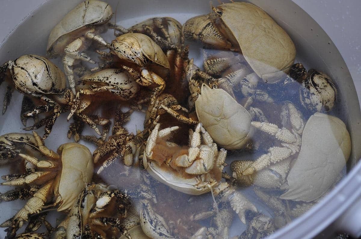 kepiting hoff kepiting dengan capit terbesar