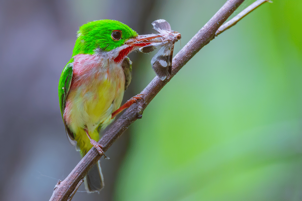 Burung Todus subulatus