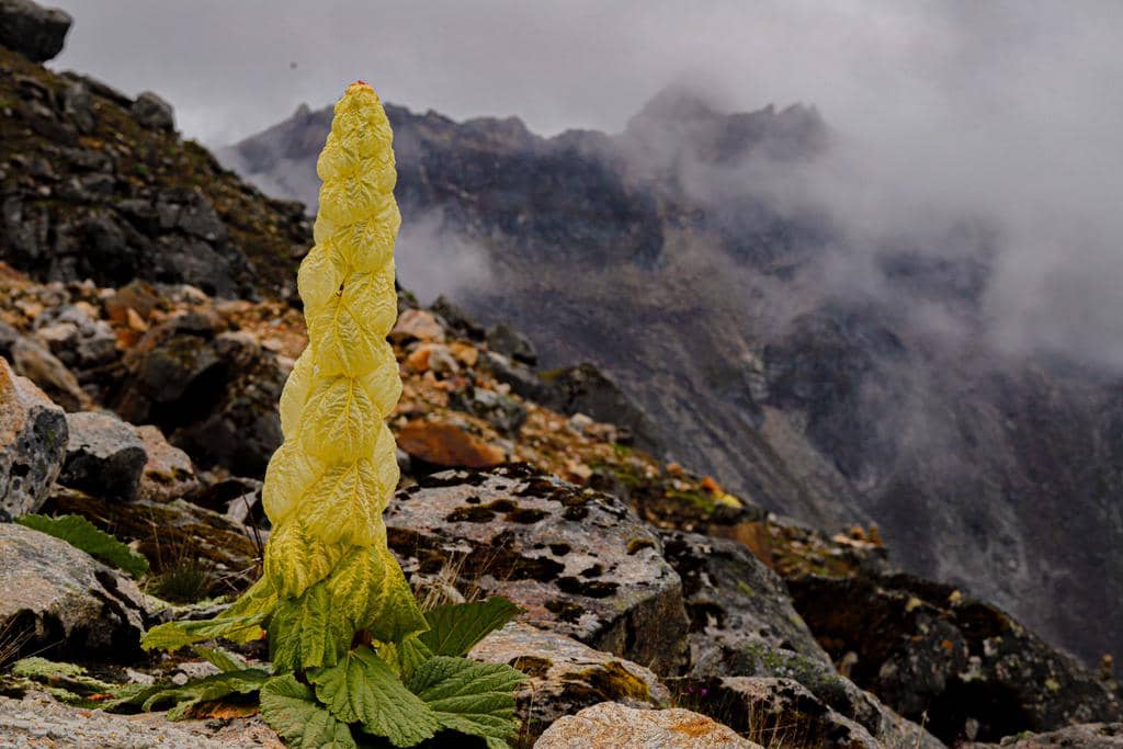 Tanaman Rheum nobile