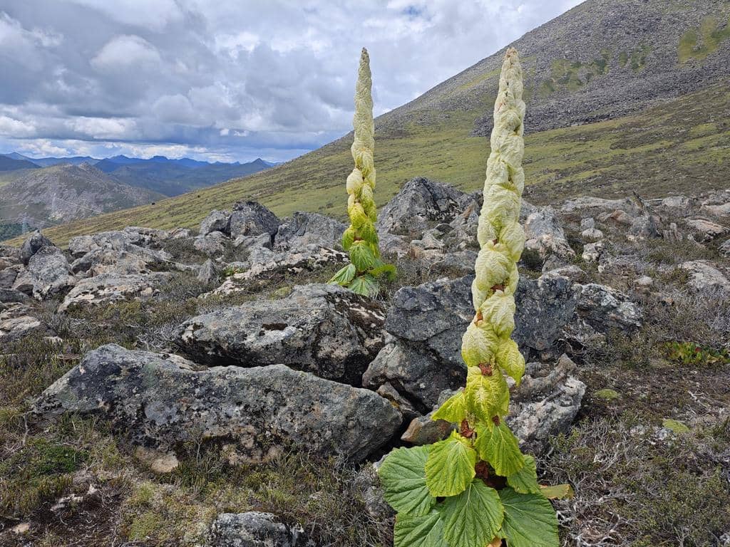 Tanaman Rheum nobile