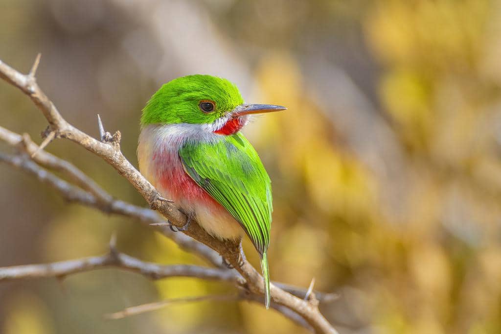 Burung Todus subulatus
