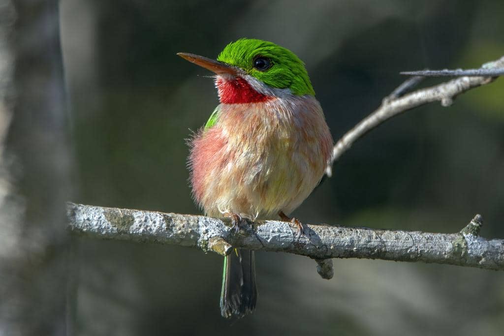 Burung Todus subulatus