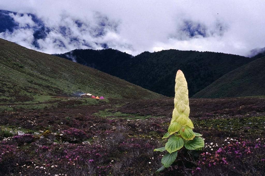 Tanaman Rheum nobile