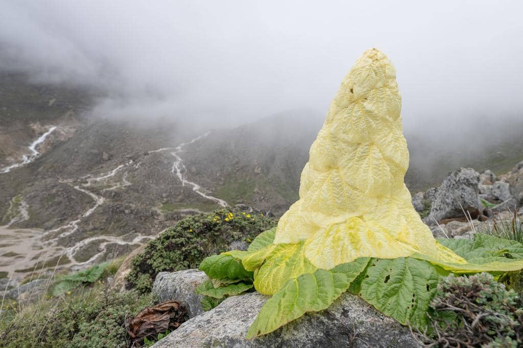 Tanaman Rheum nobile