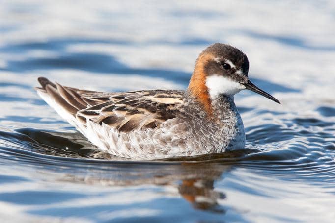 kedera kecil jantan sedang berenang