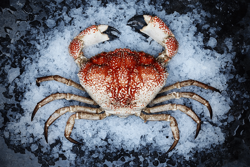 kepiting raksasa tasmania kepiting dengan capit terbesar