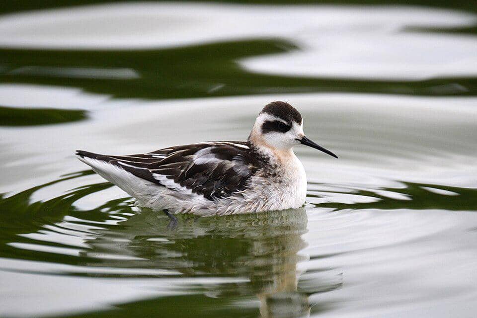 kedera kecil berenang
