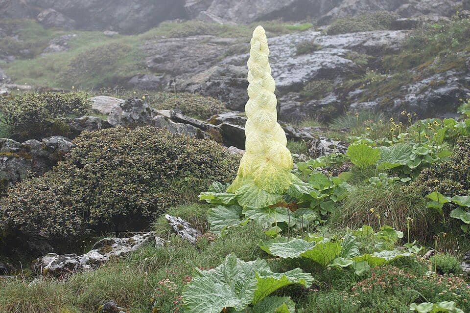 Tanaman Rheum nobile