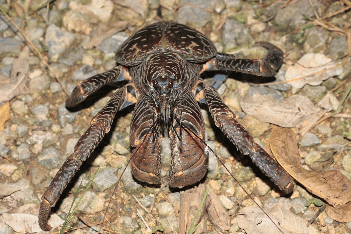 ketam kenari kepiting dengan capit terbesar