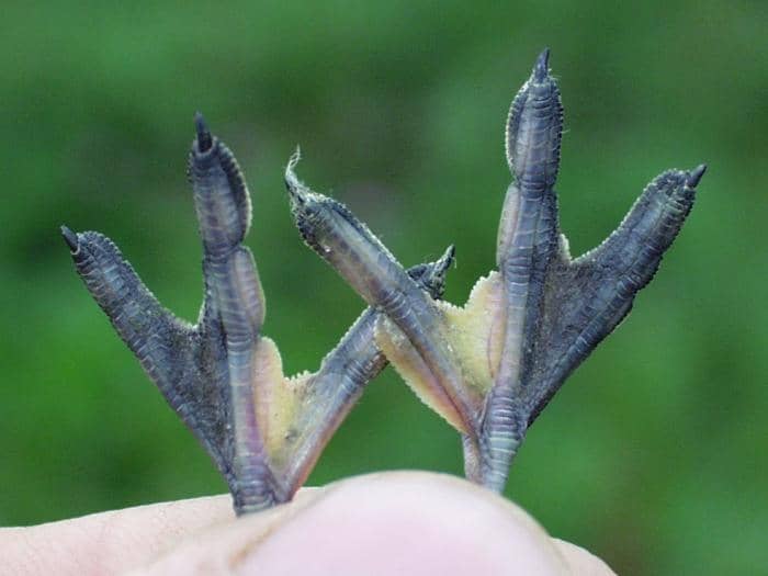 tampilan kaki berselaput kedera kecil