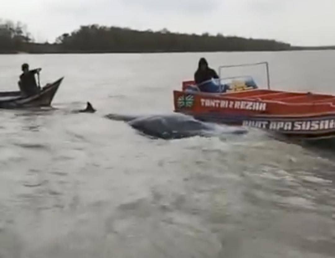 Paus yang terdampar di Perairan Songor OKI dilaporkan mati.