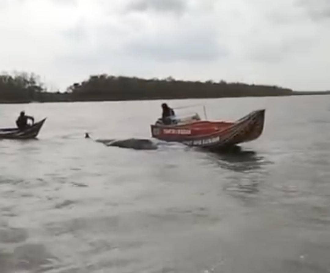 Paus yang terdampar di Perairan Songor OKI dilaporkan mati.