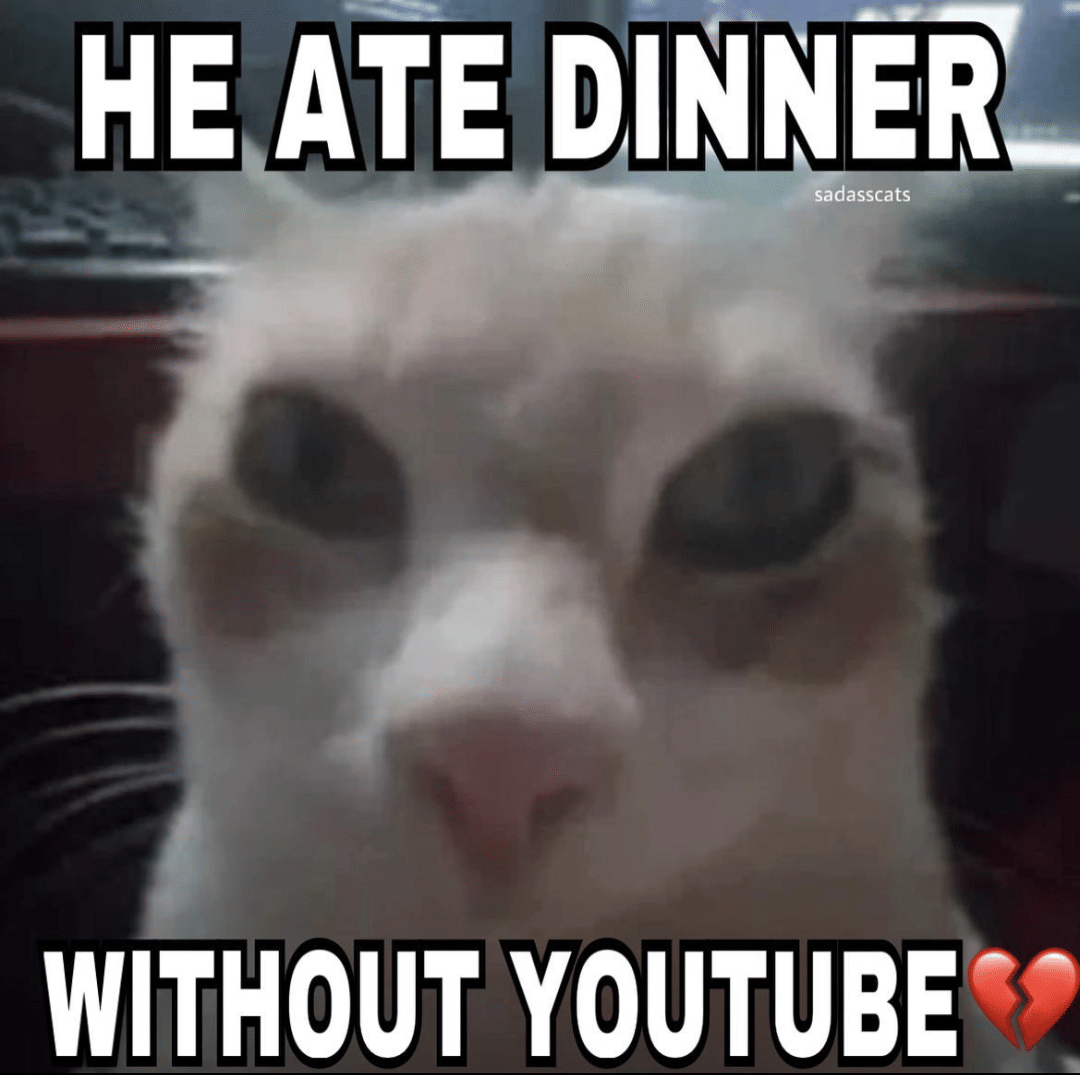 meme kucing tentang makan malam