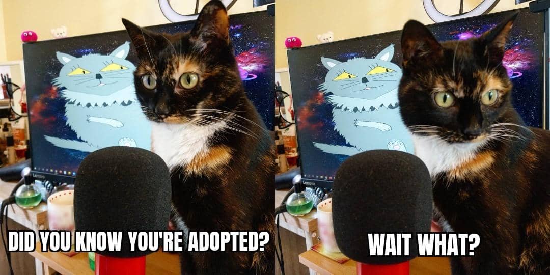 meme kucing terkejut